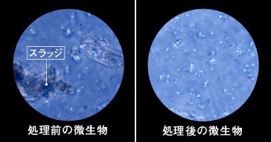 微生物の顕微鏡写真