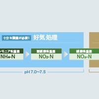 排水処理 アンモニア性窒素 NH₄-Nmの処理方式